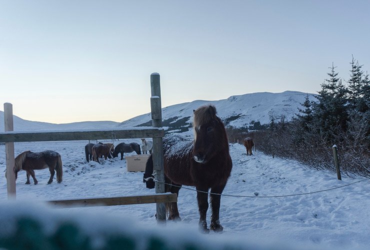paardrijden paarden in de sneeuw